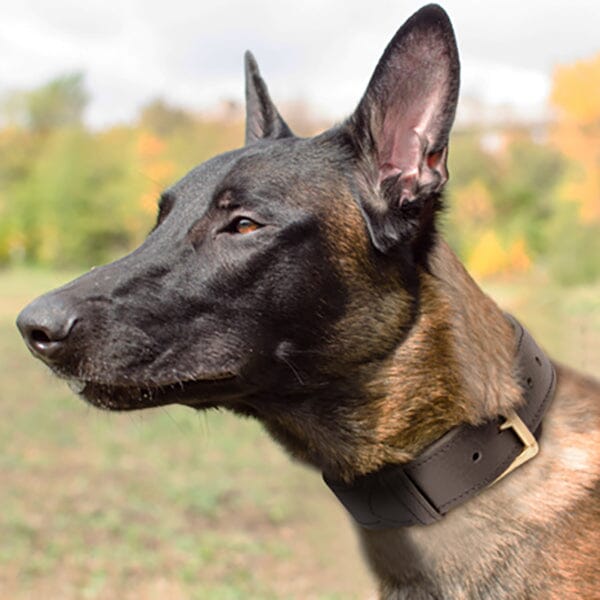 FOR DOG TRAINERS - 2 Ply Leather Agitation Dog Collar - Image 4