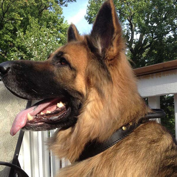 FOR DOG TRAINERS - Extra Durable 2 Ply Leather Dog Collar With Handle - Image 3