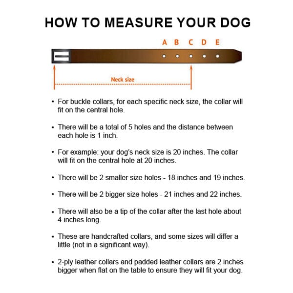 FOR DOG TRAINERS - Extra Durable 2 Ply Leather Dog Collar With Handle - Image 8