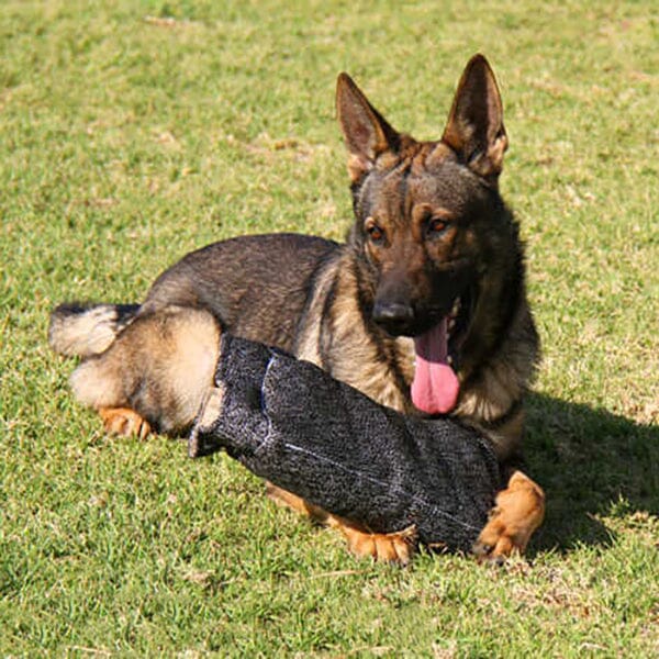 FOR DOG TRAINERS - French Linen Bite Builder for Puppies and Young Dogs - Image 3