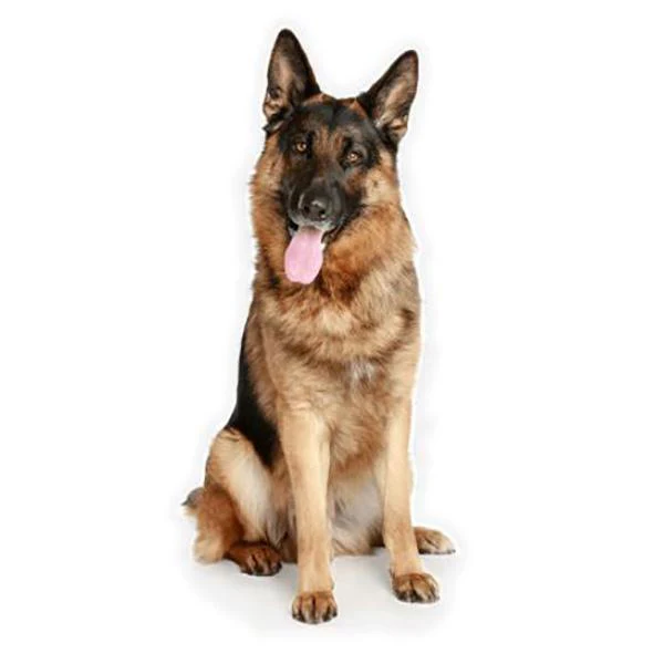 Sitting German Shepherd - Sticker - Image 3