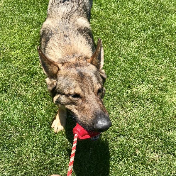 SODAPUP - USA-K9 Grenade Durable Rubber Chew Toy & Treat Dispenser - Red - Image 6
